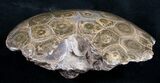 Polished Fossil Coral Head - Very Detailed #9337-2